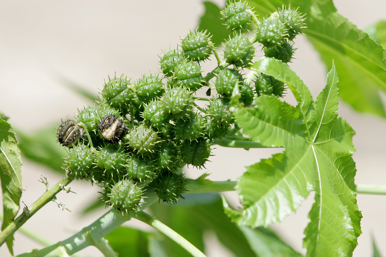 The Story Behind Castor Oil The Castor Oil Company